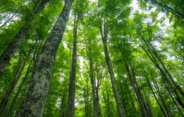 istock the green forest at spring after the cold winter 1471370787