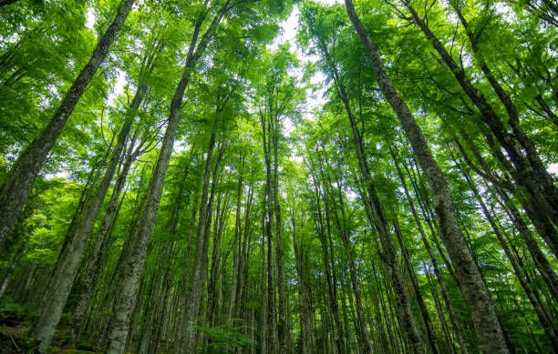 una bellissima foresta in primavera - montana summer usa color image foto e immagini stock