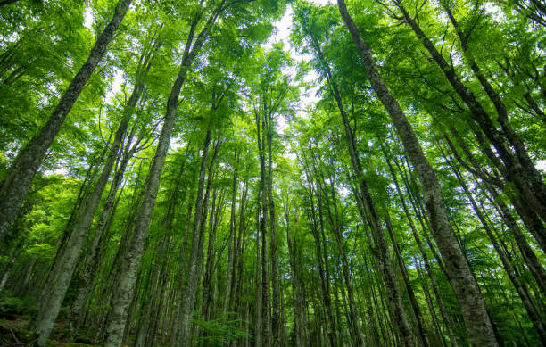 uma bela floresta na primavera - tree woods - fotografias e filmes do acervo