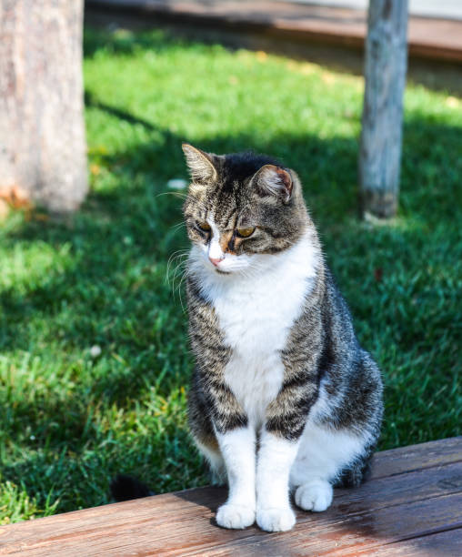 istock A cat playing at the garden 1471370791