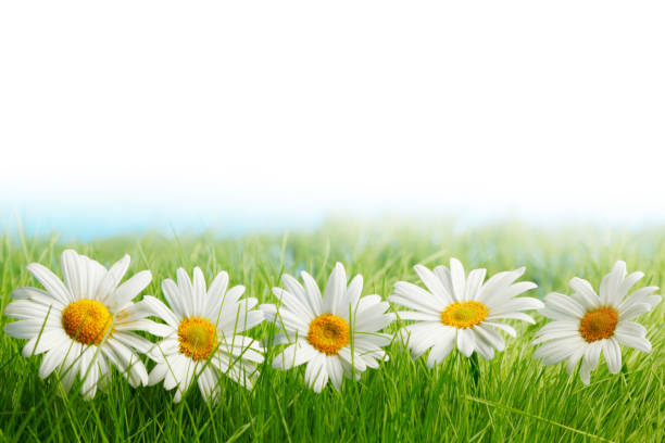 daisy flowers - chamomile daisy sky flower imagens e fotografias de stock
