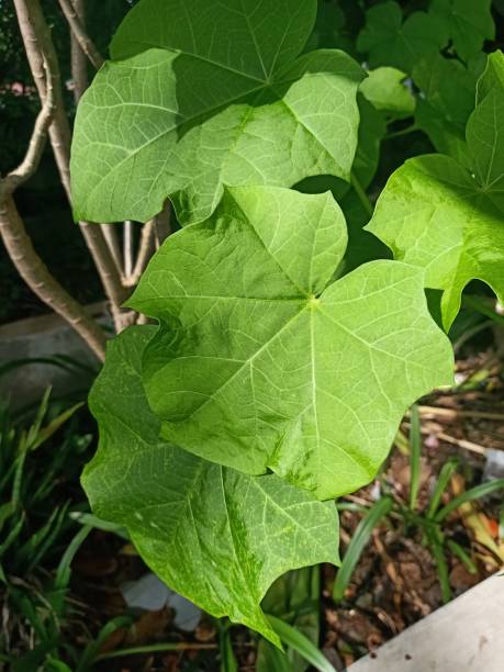 istock Barbados nut plant 1471371058