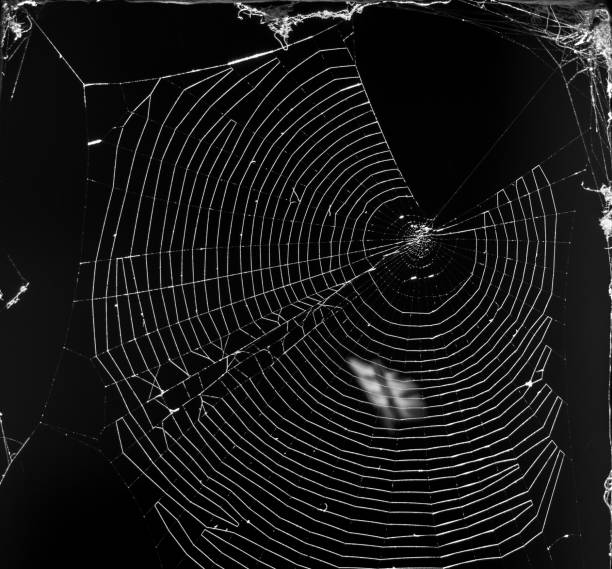 istock Spider web in macro detail, illuminated by morning sunlight with totally black background in black and white 1471371339