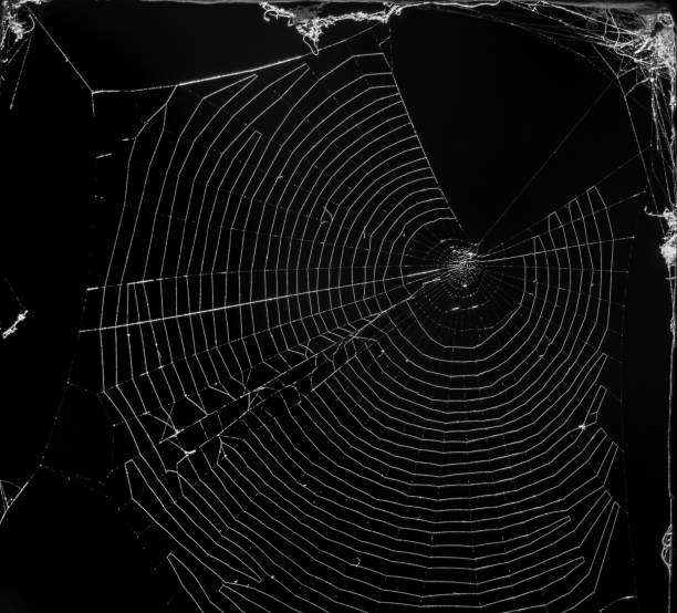 istock Spider web in macro detail, illuminated by morning sunlight with totally black background in black and white 1471371340