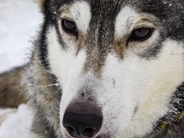 istock Close up of a husky dog 1471372131