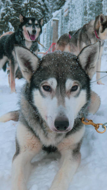 istock Close up of a husky dog 1471372141