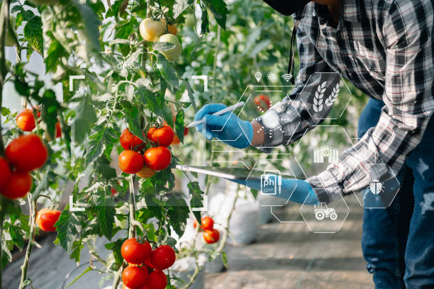 istock Smart farmer using application by tablet concepts  vegetables and tomato at greenhouse. and visual icon.Smart farming 1471372186