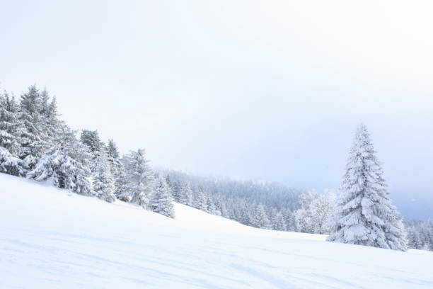 Winter landscape. Christmas wonderland. Magical forest. Pine woodland covered with Powder snow Perfect off piste deep snow ski . High mountain landscape Italian Alps ski area. Ski resort Italy, Europe.
Snowy wallpaper background. paisaje invernal. país de las maravillas navideñas. bosque mágico. bosque de pinos cubierto de nieve en polvo perfecto fuera de pista esquí de nieve profunda. paisaje de alta montaña zona de esquí de los alpes italianos. estación de esquí italia,