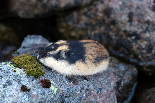 Norwegian lemming (Lemmus lemmus) hiding among the rocks in the mountain tundra. lives in the tundra in the North of Scandinavia and the Kola Peninsula