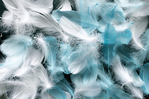 White and blue feather background.