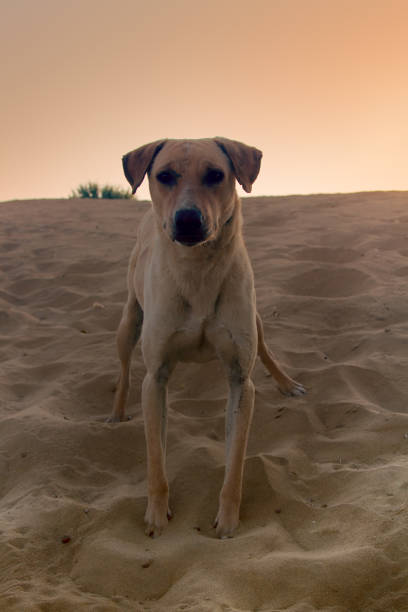 istock Sand dog. Dog in Great Indian desert Thar 1471373699