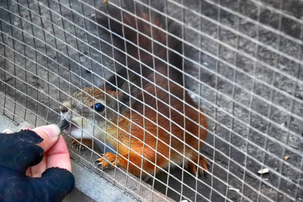 fluffy squirrel in cage of zoo. animal in crowded conditions, fed through bars