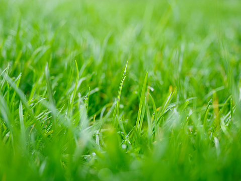 Macrophotography of the Grass Background