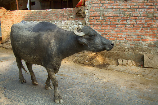 Water Buffalo, a female in the city. Buffalo in the mud after lying in the river. India