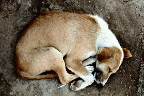 istock Stray dog on pavement, top view 1471375107