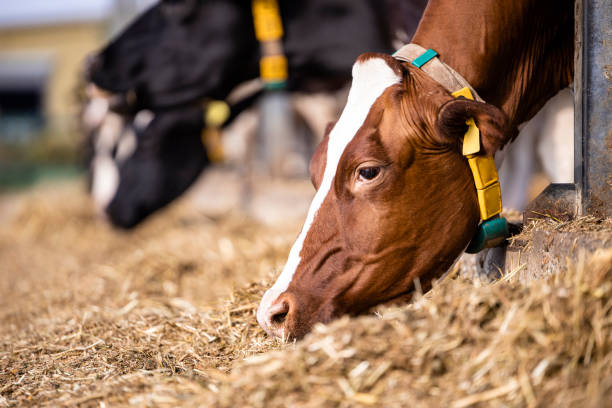 Setup Sapi 120+ Ayrshire Cattle Foto Stok, Potret, & Gambar Bebas Royalti - iStock