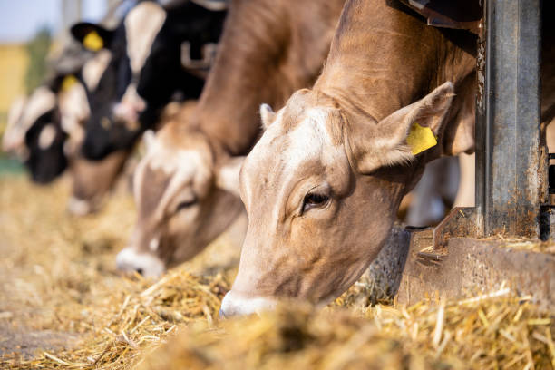 istock Cows eating food at dairy farm. 1471375832
