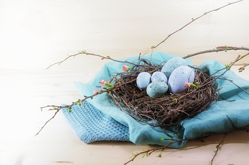 Blue and turquoise Easter eggs in a nest from twigs and quince branches with some flowers on cloth and a light wooden background, copy space, selected soft focus, narrow depth of field
