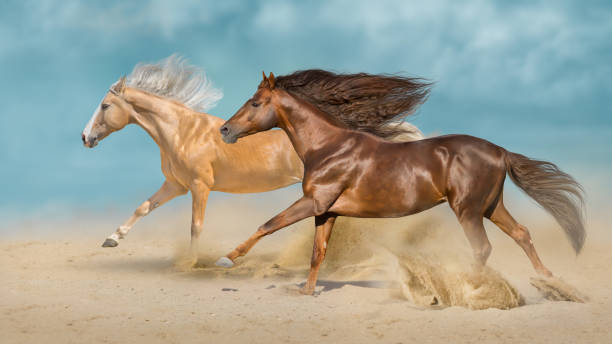 istock Two beautiful horse with long mane run in desert 1471379922
