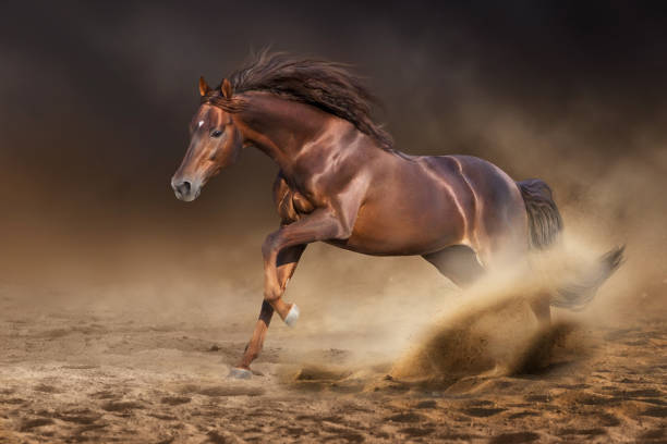 istock Horse with long mane portrait in motion 1471379923