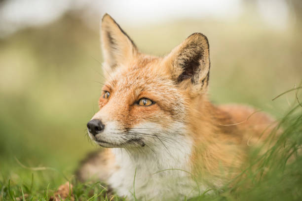 istock Close up of a beautiful cute fox with open eyes lying down in the grass 1471380203