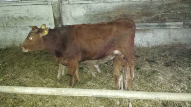 istock Morning breakfast of the calves 1471380447