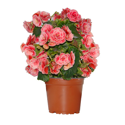 Blooming begonia in a brown pot isolated on a white background.