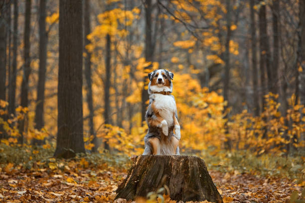 istock Dogs in autumn 1471381340