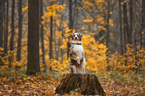 Australian shepherd dog stands in the autumn forest or park. The pet has put its front paws on a tree stump and is looking at the camera.The concept of pet goods, articles, blog.
