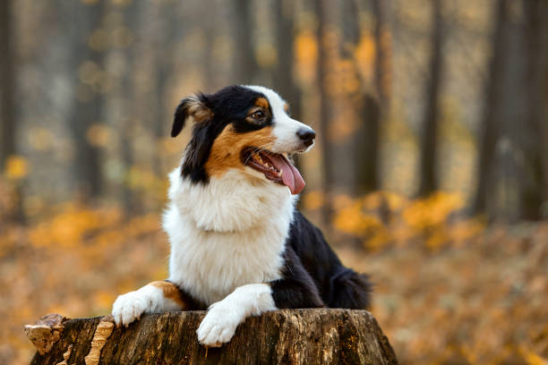 istock Dogs in autumn 1471381341