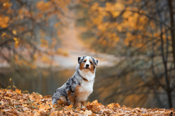 istock Dogs in autumn 1471381343