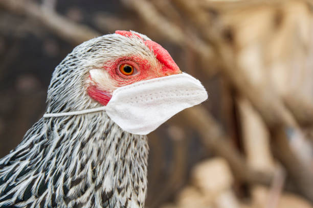 의료 마스크를 사용 하 여 아픈 닭 스톡 사진 - chicken domestic animals bird poultry 뉴스 사진 이미지