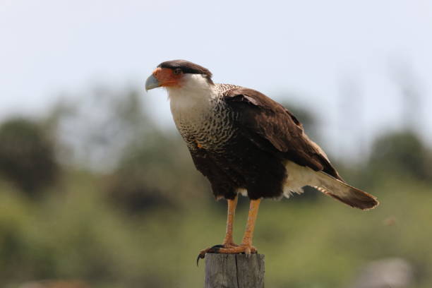 Crested Caracara Florida USA