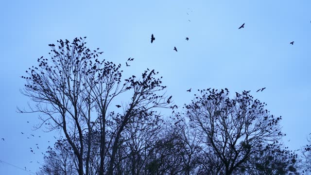 A flock of wild birds sits on the treetops