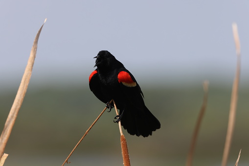 A red wing blackbird sits on a branch in early spring. This bird is among many in the state of Kansas.