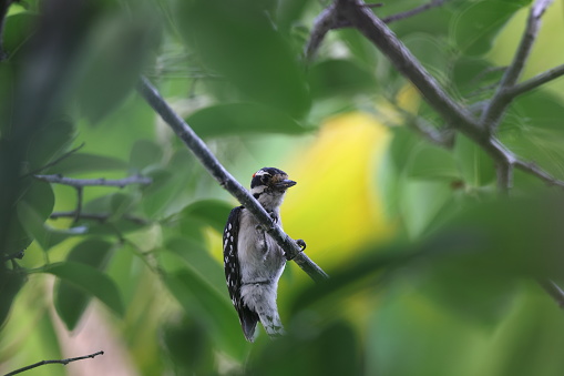 hairy woodpecker (Leuconotopicus villosus) Peaceful Waters Sanctuary Florida USA