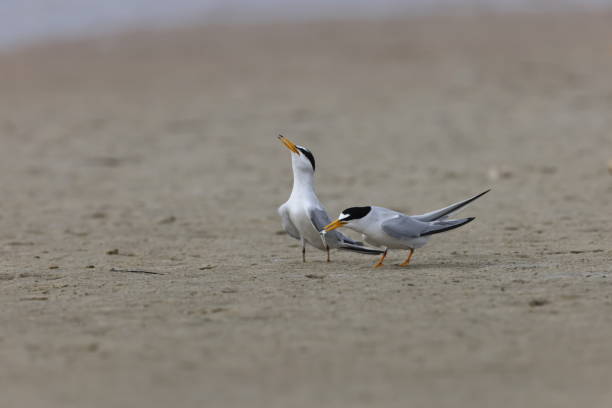 istock least tern (Sternula antillarum) Fort De Soto Park Florida USA 1471387561