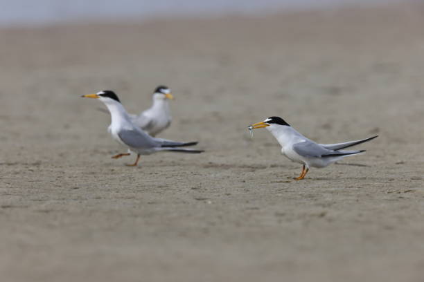 istock least tern (Sternula antillarum) Fort De Soto Park Florida USA 1471387612