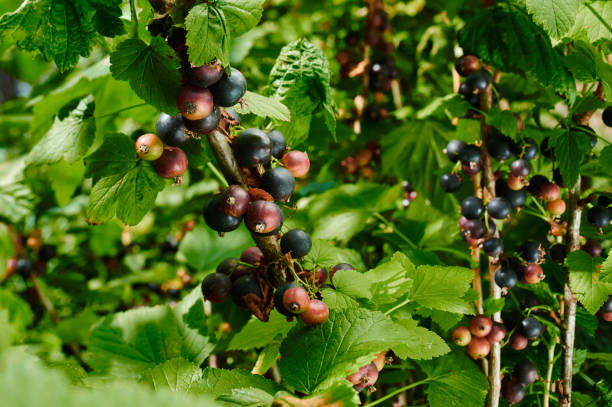 istock blackcurrant with leaves ripe berries 1471390025