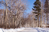 birch forest in the village of Taltsy, Irkutsk oblast, Russia. Winter day. Siberia.