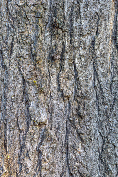 istock Old tree bark with beautiful patterns for graphic design or wallpapers. Natural background in abstract style. 1471390414