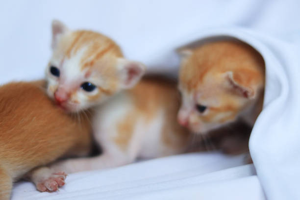 Cute baby kitten on white background