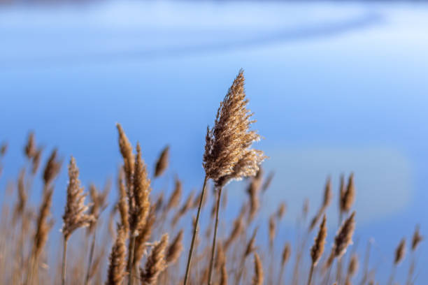 istock Reeds against the blue sky 1471392482