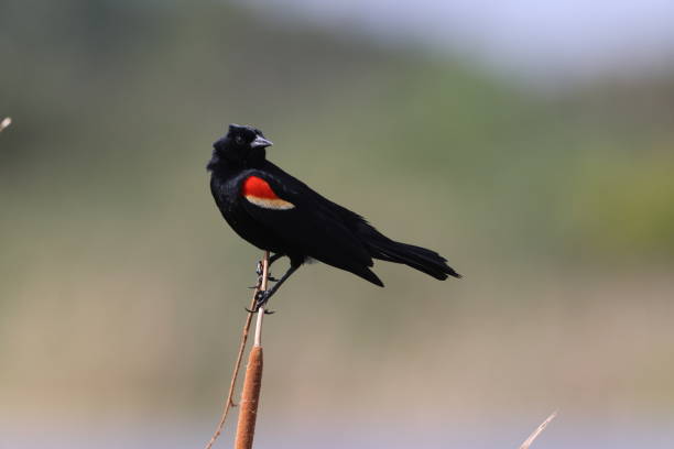 istock Redwinged Blackbird Orlando Wetlands Park Florida USA 1471393507
