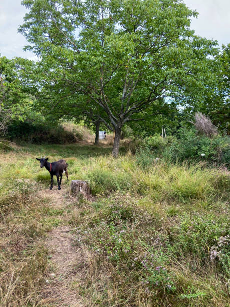 istock Goat in The Cevennes 1471393592