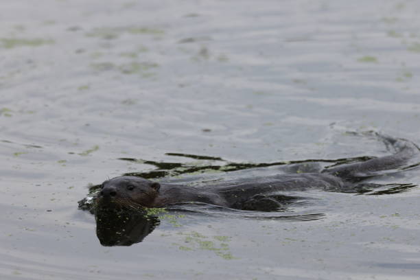 istock North American River Otter Florida USA 1471393864
