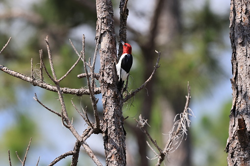red-headed woodpecker (Melanerpes erythrocephalus) Six Mile Cypress Slough Preserve Florida