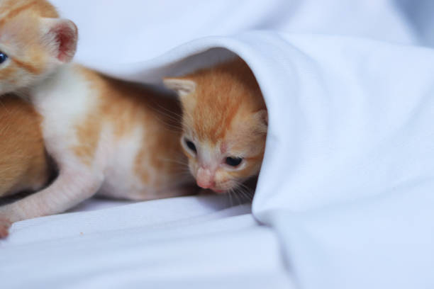 Cute baby kitten on white background