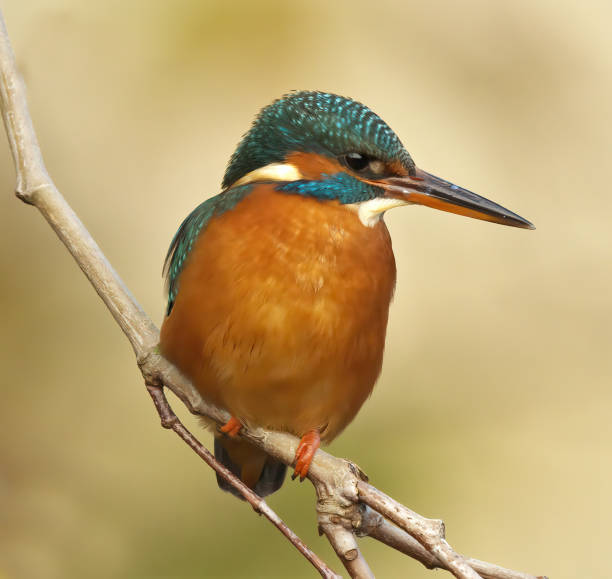 istock Female Kingfisher 1471396198