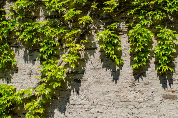 Old wall with green climbing plant on a sunny day